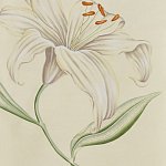 Обои ручная роспись Lilium Special Colourway on Ivory dyed silk варинант исполнения - 2 | Loft Concept в Брянске