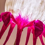 Торшер фуксия «Цветы из снов»  варинант исполнения - 4 | Loft Concept в Брянске