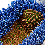 Дизайнерская статуэтка для интерьера Tropical Fruit Pandora 12 варинант исполнения - 3 | Loft Concept в Брянске