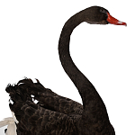 Настоящее чучело черного лебедя Black Swan варинант исполнения - 3 | Loft Concept в Брянске