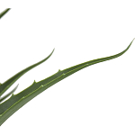 Декоративный искусственное растение Medium Aloe варинант исполнения - 2 | Loft Concept в Брянске