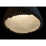 Светильник Acus варинант исполнения - 3 | Loft Concept в Брянске