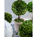 Декоративный искусственное растение Single boxwood варинант исполнения - 3 | Loft Concept в Брянске