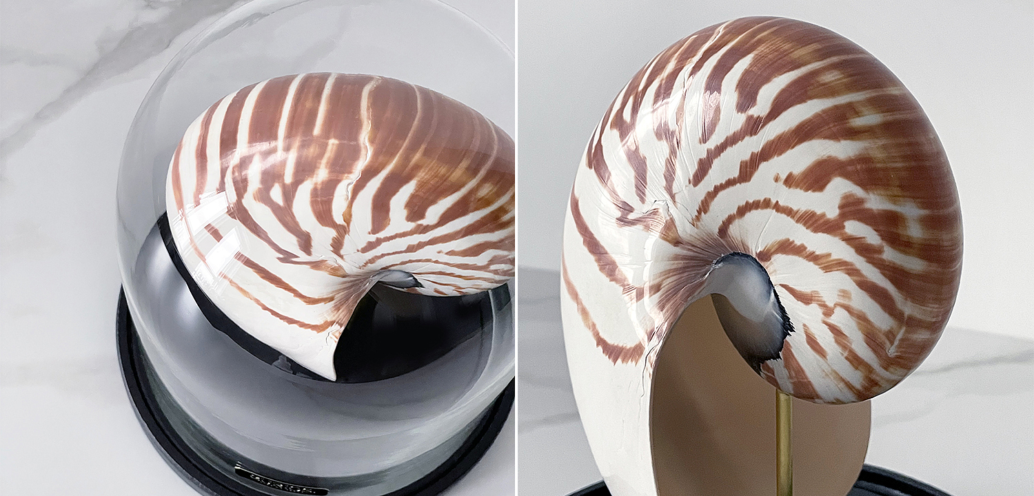 Статуэтка Nautilus Pompilius Glass Cloche Статуэтка Nautilus Pompilius Glass Cloche - Loft-Concept в Брянске