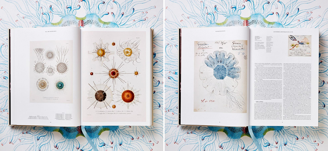 The Art and Science of Ernst Haeckel XXL The Art and Science of Ernst Haeckel XXL - Loft-Concept в Брянске
