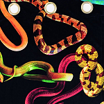 Штора Seletti Snakes Black варинант исполнения - 1 | Loft Concept в Брянске