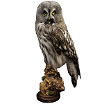 Чучело Совы таксидермия варинант исполнения - 1 | Loft Concept в Брянске
