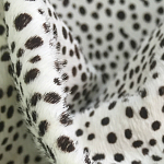 Мебельная ткань Искусственный мех  белый леопард 90 см T5-3 варинант исполнения - 1 | Loft Concept в Брянске