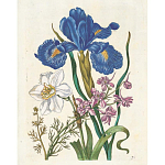 Книга цветов 22 постера Maria Sibylla Merian: 22 Pull-Out Posters варинант исполнения - 6 | Loft Concept в Брянске