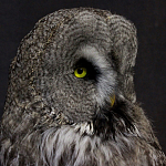 Чучело Совы таксидермия варинант исполнения - 5 | Loft Concept в Брянске