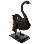 Настоящее чучело черного лебедя Black Swan варинант исполнения - 5 | Loft Concept в Брянске