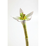 Статуэтка тропический фрукт Pandora Tropical Fruit Orange Two Flowers варинант исполнения - 3 | Loft Concept в Брянске