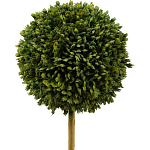 Декоративный искусственное растение Boxwood One варинант исполнения - 2 | Loft Concept в Брянске