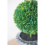 Декоративный искусственное растение Double boxwood варинант исполнения - 6 | Loft Concept в Брянске