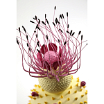 Статуэтка тропический фрукт Pandora Tropical Fruit Light Yellow Pink Flower варинант исполнения - 1 | Loft Concept в Брянске