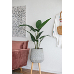 Декоративный искусственное растение Decor Stile  варинант исполнения - 6 | Loft Concept в Брянске