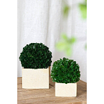 Декоративный искусственное растение Square boxwood варинант исполнения - 4 | Loft Concept в Брянске