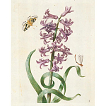 Книга цветов 22 постера Maria Sibylla Merian: 22 Pull-Out Posters варинант исполнения - 2 | Loft Concept в Брянске