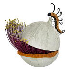 Статуэтка фантастический фрукт Exotic Tropical Fruit orange and white 67 варинант исполнения - 4 | Loft Concept в Брянске