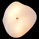 Бра в форме лепестка с рельефной текстурой FLOW варинант исполнения - 1 | Loft Concept в Брянске