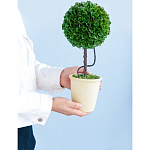 Декоративный искусственное растение Single boxwood варинант исполнения - 8 | Loft Concept в Брянске