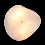 Бра в форме лепестка с рельефной текстурой FLOW варинант исполнения - 3 | Loft Concept в Брянске