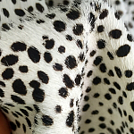 Мебельная ткань Искусственный мех  белый леопард 90 см T5-3 варинант исполнения - 3 | Loft Concept в Брянске
