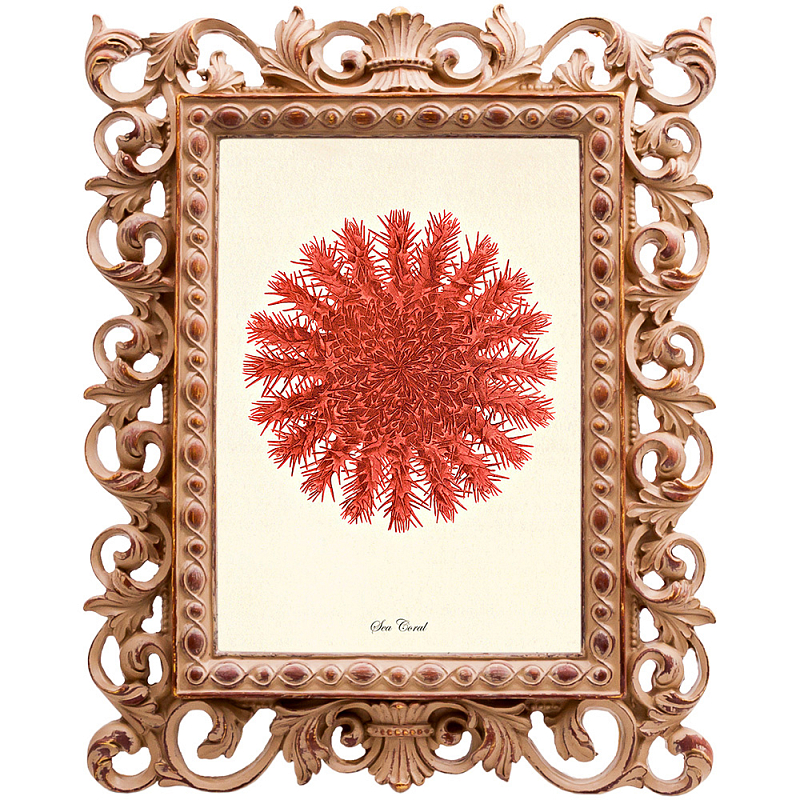 Постер Red Sea Urchin Бежевый Красный Постер Red Sea Urchin Бежевый Красный в Брянске | Loft Concept