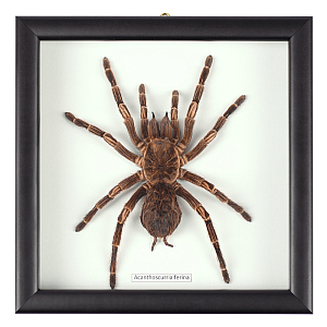 Аксессуар на стену Паук Acanthoscurria Ferina