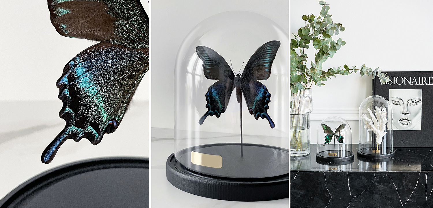 Статуэтка Butterfly Sailboat Maaka Glass Cloche Статуэтка Butterfly Sailboat Maaka Glass Cloche - Loft-Concept в Брянске