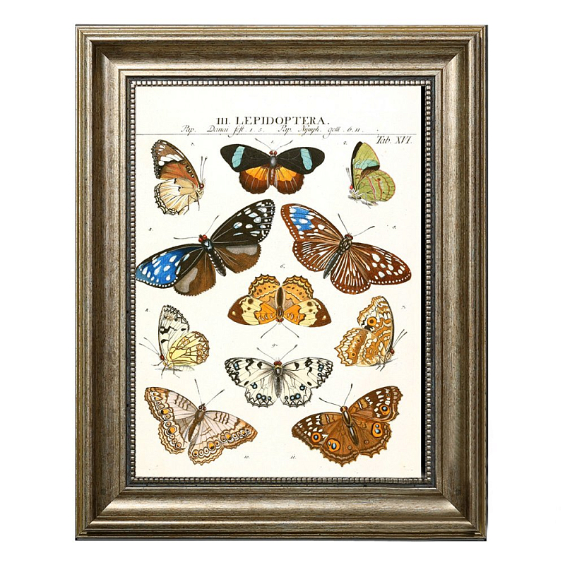 Постер Butterfly Collection Постер Butterfly Collection в Брянске | Loft Concept