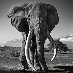 Книга Beusker. Look into my Eyes варинант исполнения - 5 | Loft Concept в Брянске