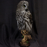 Чучело Совы таксидермия варинант исполнения - 3 | Loft Concept в Брянске