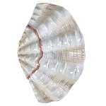 Фигурка из фарфора в виде одной створки ракушки Marine Tridacna варинант исполнения - 1 | Loft Concept в Брянске