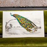 Постер на холсте с изображением павлина на ветке Majestic Peacock on a Tree Poster варинант исполнения - 4 | Loft Concept в Брянске