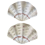 Фигурка из фарфора в виде одной створки ракушки Marine Tridacna варинант исполнения - 2 | Loft Concept в Брянске